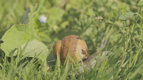 Snail in the garden. Snail in natural habitat. Snail farm. Snails in the grass. Growing snails.