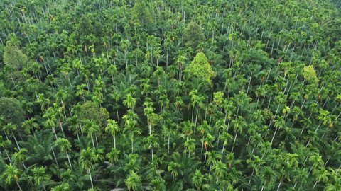 Aerial video view of areca nut plantation, Aceh, Indonesia.