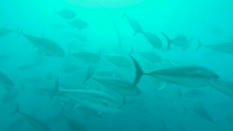 Underwater flock of tuna fish in an industrial fishing farm. Slow motion, 60fps.