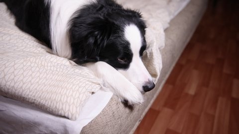 Funny cute puppy dog border collie lying on pillow blanket in bed. Do not disturb me let me sleep. Pet dog lying nap sleeping at home indoors. Funny pets animals life concept
