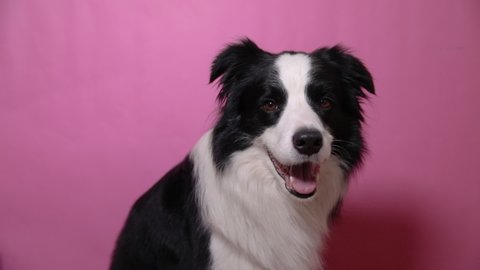 Funny portrait of cute puppy dog border collie barking isolated on pink colorful background. Cute pet dog. Pet animal life concept