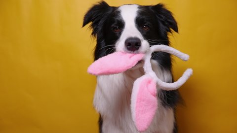 Happy Easter concept. Funny puppy dog border collie holding easter bunny ears in mouth isolated on yellow background. Preparation for holiday. Spring greeting cncept on Easter