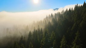 Aerial view of brightly illuminated with sunlight beams foggy dark forest with pine trees at autumn sunrise. Amazing wild woodland at misty dawn. Environment and nature protection concept - Powered by Shutterstock - Get 15% off with code: PIKWIZARD15
