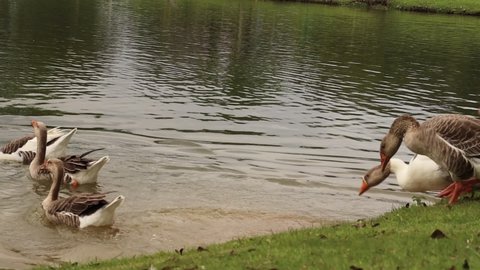 Ducks swimming in a lake inside a park in São Paulo - Brasil. 
Video made in 12 Jan 2022 in Mogi das Cruzes - SP - Brasil 
No filter and no edit