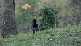 Beautiful country rooster walks in the meadow. Slow motion 4K
