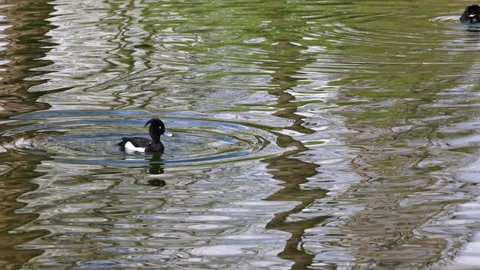 Tufted duck, Aythya fuligula, a small diving duck swimming on the Kleinhesseloher Lake in the English Garden at Munich, Germany