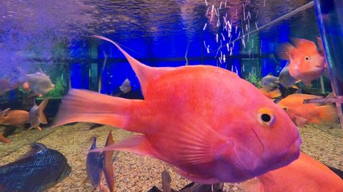 Red blood parrot cichlid are swimming in fish tank. it is a freshwater fish hybrid of the midas and the redhead cichlid. The Blood Parrot cichlid is a beautiful fish in freshwater aquarium.