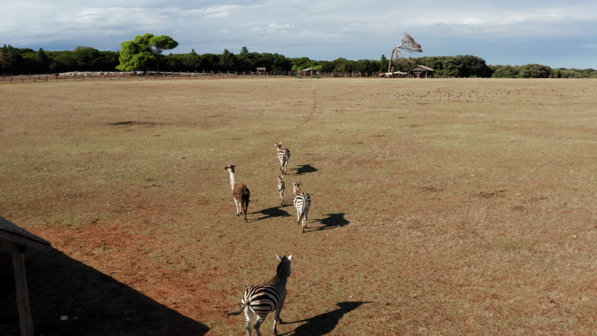 Animals On Safari Park In Brijuni National Park Near Istria Peninsula In Croatia. Aerial Drone