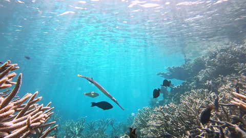 Flute fish trumpetfish Great Barrier Reef marine life. Australia wildlife nature
