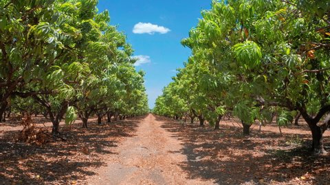 Mango production in rural Australia. Fruit trees plantation, Northern Territory