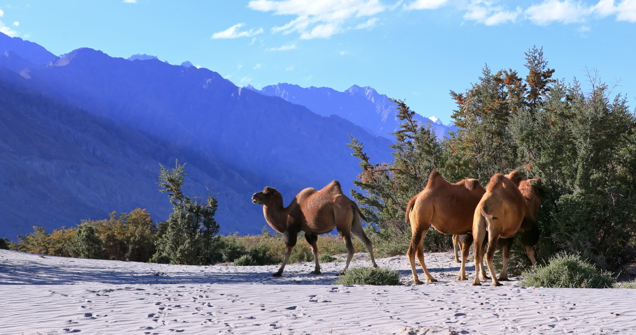 Beautiful wild nature ladscape of Ladakh. Nubra valley desert and camels in bush forest