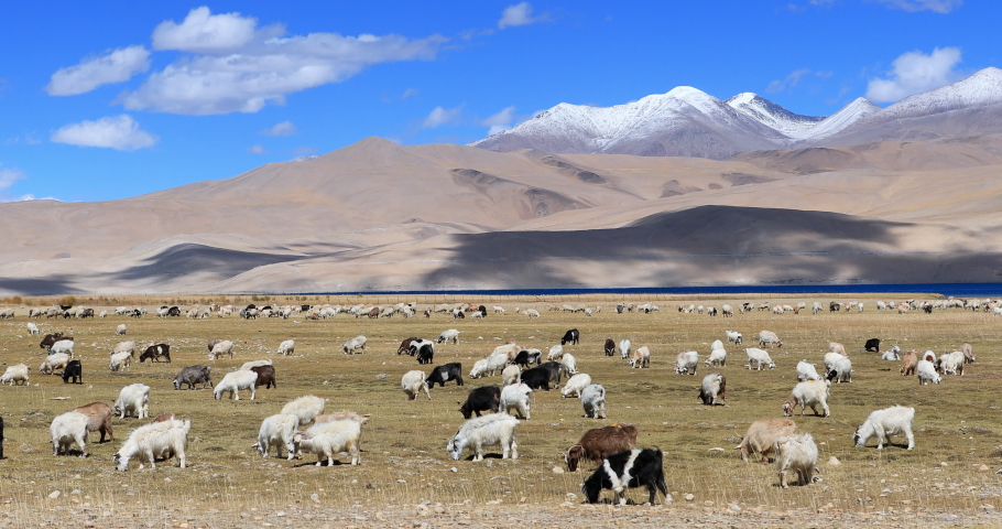 Pashmina wool goats graze on outdoor pasture in Ladakh, India | Shutterstock HD Video #1085798411