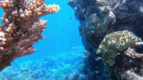 Great Barrier Reef corals and fish of tropical sea. Australia wild nature