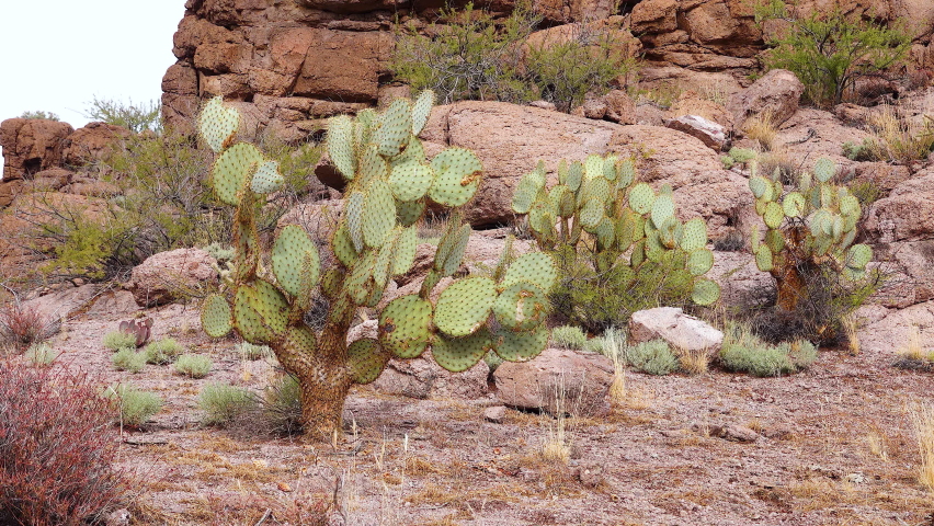 Arizona Cacti. Engelmann prickly pear, cactus apple (Opuntia engelmannii), cacti in the winter in the mountains