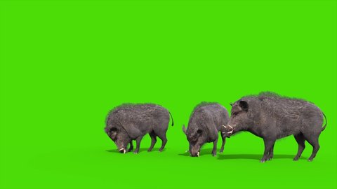 Group of Wild Boars Green Screen Enter and Come out of the Scene 3D Animation Animals 4K