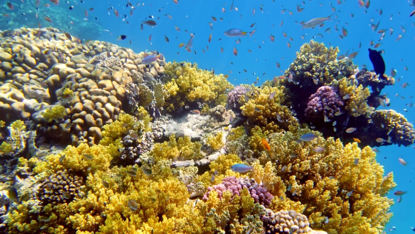 underwater coral reef. Beautiful, colorful, underwater coral garden seascape, in the sunlight, with small, shiny, exotic fish. Marine life. sea world. coral garden paradise Royalty-Free Stock Footage #1085806730