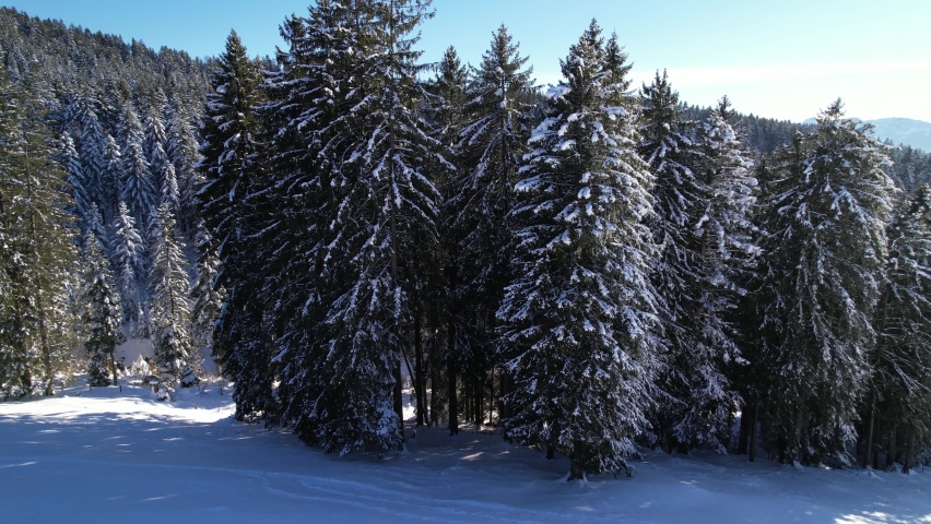 Snowy evergreen pine trees in a forest, aerial orbit around on sunny day | Shutterstock HD Video #1085807642
