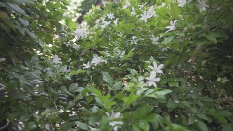 Wonderful blooming jasmine. Jasmine flowers are swaying in wind. White flowers on green branches.