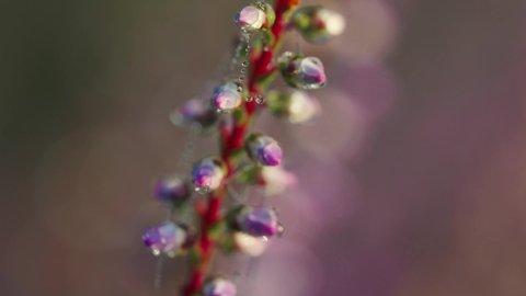 Macro of blooming purple Heather plant with dewdrops in a large natural field of heath.