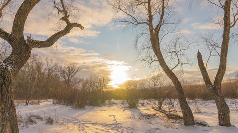 Beautiful sunset winter snowy forest video landscape. 4k stock photography time lapse of bare leafless trees, shrubs and grass covered with white falling fresh snow, sunny cloudy blue sky background