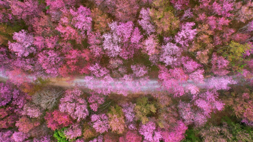 beautiful pink flowers prunus cerasoides forests Stock Footage Video ...