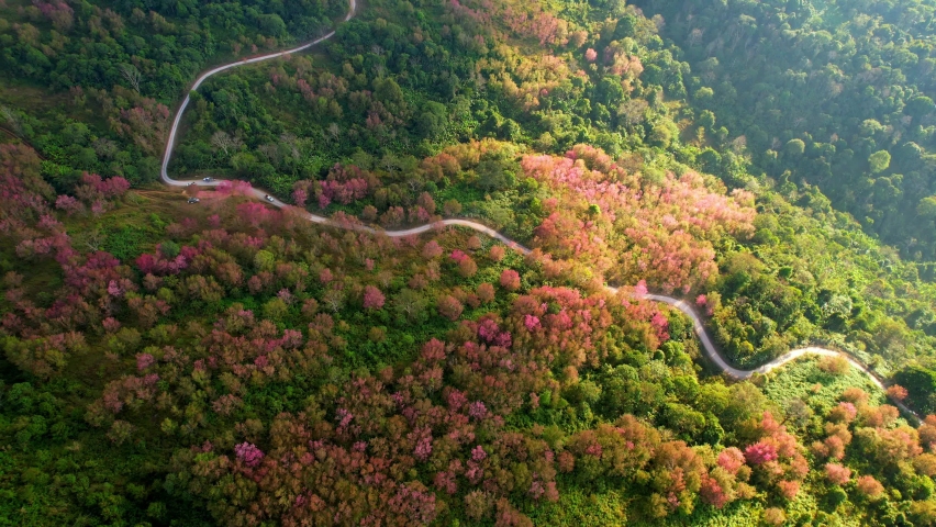 Majestic scenery over beautiful pink flower in natural wild, (Wild Himalayan Cherry Trees), Loei, Northern Thailand. Nature landscape. High quality footage. Vacation and relaxation concept. 4K Drone
 Royalty-Free Stock Footage #1085819435