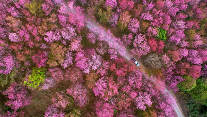 Magnificent scenery over pink flowers of the Prunus cerasoides (Himalayan cherry blossoms) in forests. Loei, Northern Thailand. Drone Footage. flower video background. Travel and Nature concept. 4K
 Royalty-Free Stock Footage #1085819465