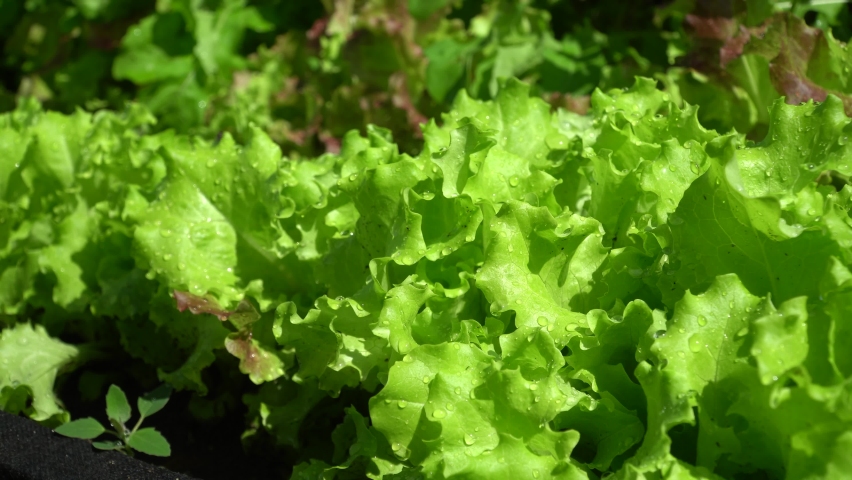 Lettuce leaves with morning dew drops. selective focus. Lactuca sativa. Vegetable culture, used as a vitamin green. concept of natural products. salad leaves.  Royalty-Free Stock Footage #1085822063