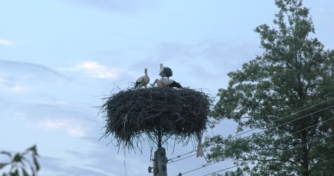 
three beautiful storks sit in a nest located on a pole