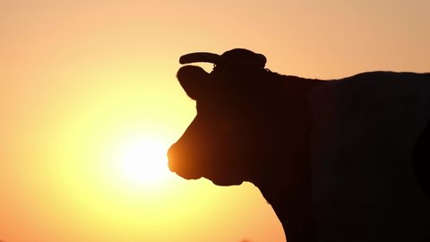 Cow's silhouette at sunset in a meadow with the sun glowing.