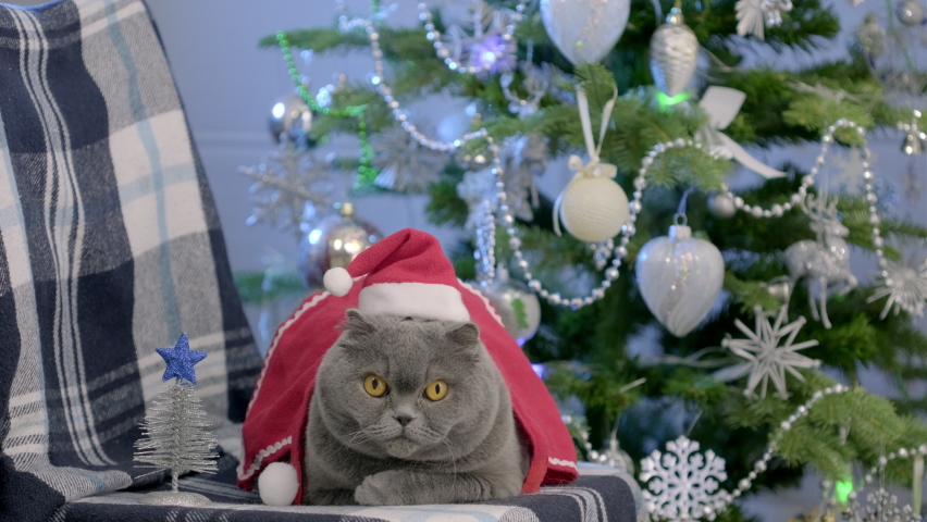 Scottish Fold Cat in Santa hat lies on sofa against the background of a decorated Christmas tree. Grey Cat celebrate New Year at home. Concept of Merry Christmas and New Year. Scottish Fold, Holidays | Shutterstock HD Video #1085824622