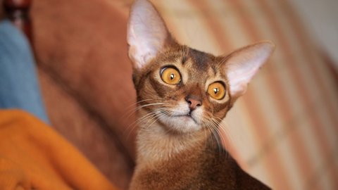 Abyssinian cat is watching. Abyssinian cat portrait