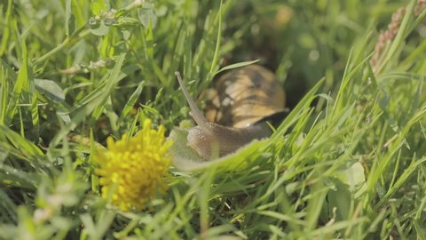 Snails in the grass. Snail in the garden. Snail in natural habitat. Snail farm.