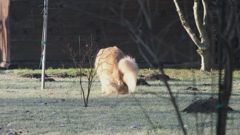 Golden Retriever dog poops on the grass in a park. Dog does the poop on the grass during the daytime and walks aways. 