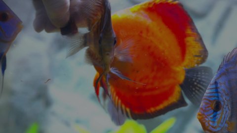 Close up view of hand feeding aquarium fishes discus . Colorful nature backgrounds concept. Sweden.