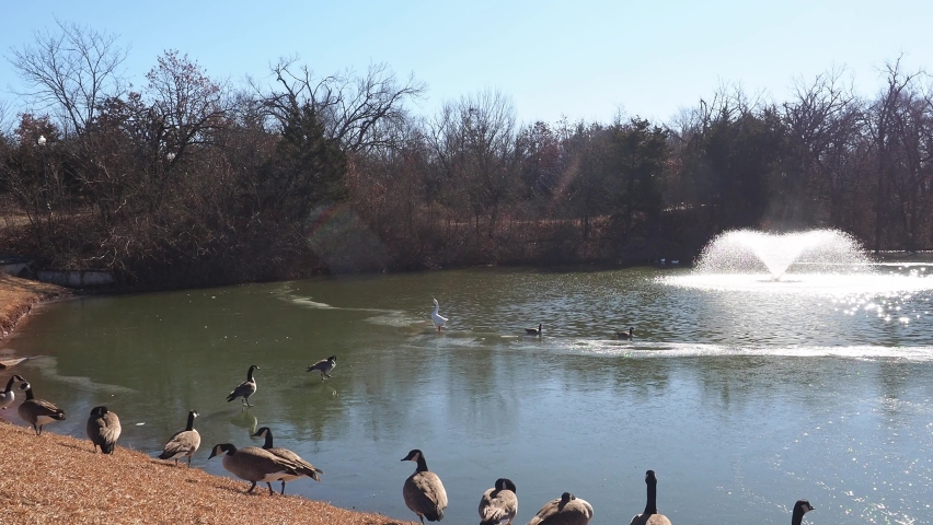 Close up shot of many Canada Geese standing by the semi frozen pond at Oklahoma