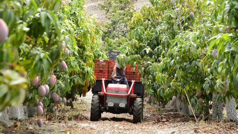 Velez Malaga, Malaga Spain - 09 27 2014: Tractor in field of mangoes