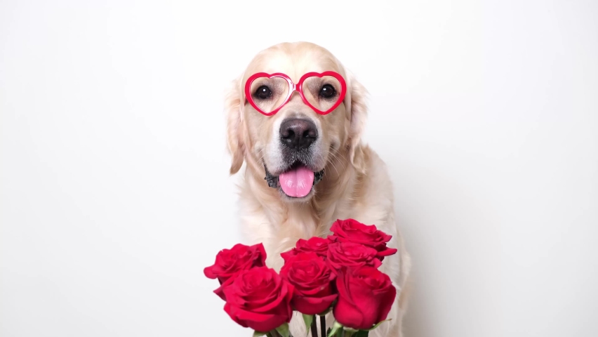A beautiful dog in heart-shaped glasses sits on a white background with a bouquet of red roses Royalty-Free Stock Footage #1085841098