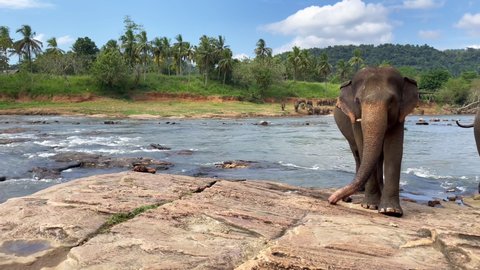 Lonely young elephant portrait standing on river bank and looking at camera. Sri Lankan elephant is a subspecies of the Asian elephant. 4K footage in Pinnawala Elephant Orphanage.
