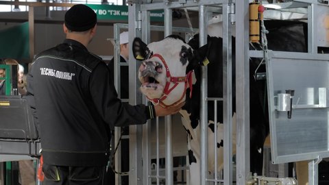 MOSCOW, RUSSIA - JUNE 10, 2020: Animal Exhibition. Farm worker trying to calm down scared black and white Holstein cow at trade show. Farming, suffering, misery, exploitation concept