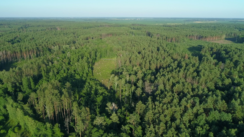 Aerial view forest and deforestation in summer. Drone flying over green trees in sunny day. Drone shot over trees cut down. Ecological catastrophe of the entire planet earth, environmental pollution | Shutterstock HD Video #1085845637