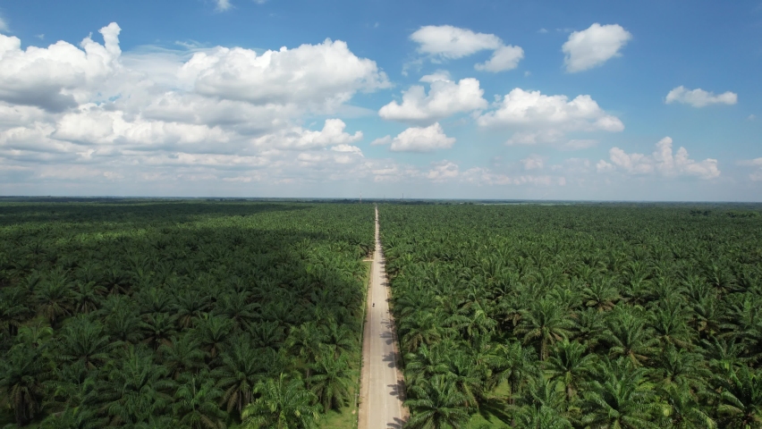 Green Oil Palm field with clear blue sky background Royalty-Free Stock Footage #1085849627