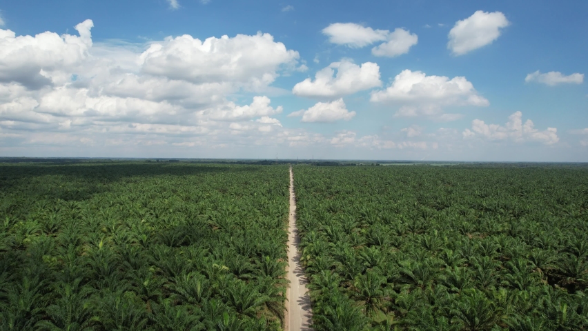 Green Oil Palm field with clear blue sky background