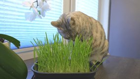A cat with an appetite eats grass from a pot. Sprouted oats for the health of pets. Silver spotted Bengal cat at home. 50 fps 4k video