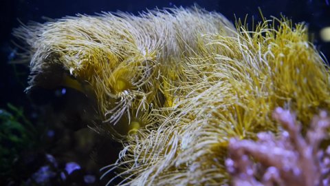 Parazoanthus gracilis colony, yellow crust sea anemone polyps mesmerizing move in strong water current and hunt for food, popular pet shine in actinic light, nano reef marine ecosystem aquarium