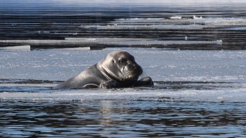 The seal breaks the ice trying to get out of the water. A seal tries to get out on an ice floe. The bearded seal, also called the square flipper seal. Scientific name: Erignathus barbatus. White sea, 