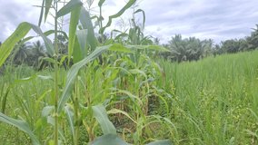 Jakarta,Indonesia - January 24 2022 : Green Corn Farm