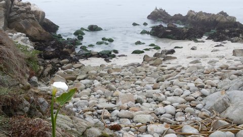 Calla lily white flower on rocky craggy shore, pebble beach, Monterey bay nature, California coast, USA. Foggy misty weather and calm sea ocean water waves. Cormorant birds flock and cala lilly bloom.