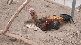 Asia Thai chicken starving sitting on sand ground