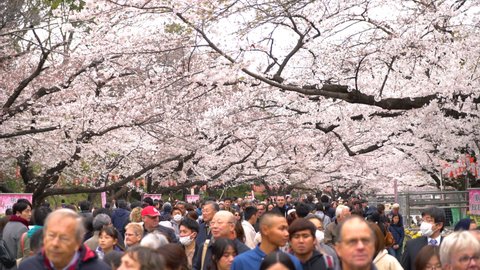 Ueno, Tokyo, Japan - 5 April 2019 : crowd pedestrian  with cherry blossom a Sakura tree in a Hanami festival at Ueno park a famous place for watching Sakura blossom in Tokyo, Japan